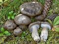 Hygrophorus camarophyllus